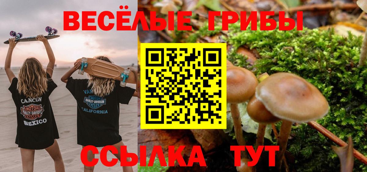 Псилоцибиновые грибы Psilocybe Мичуринск